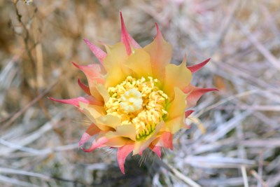 Species Closeup
