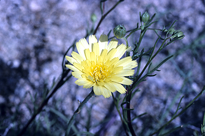 Species Closeup