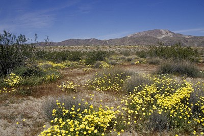 Species Habitat