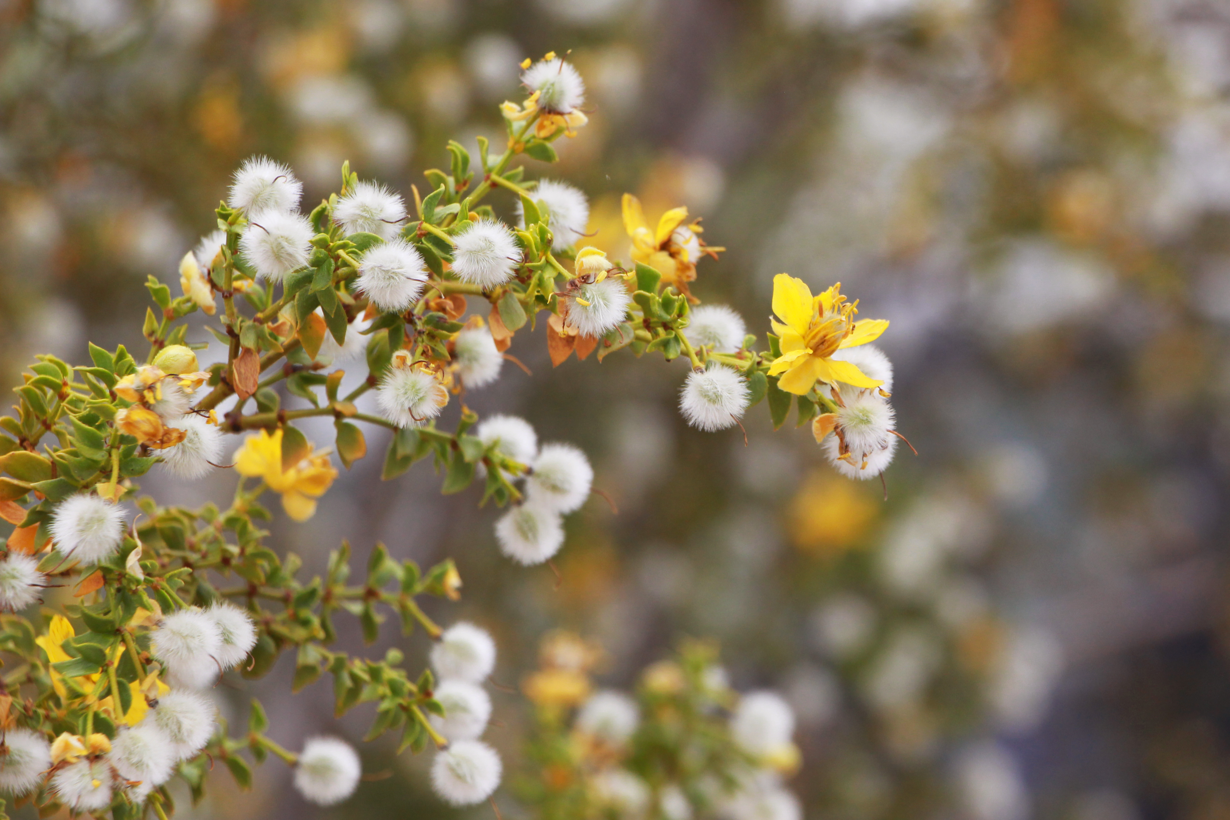 creosote bush blooming.