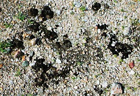 cryptobiotic crusts cryptobiotic crusts