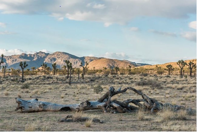 A dead Joshua tree lying on the ground