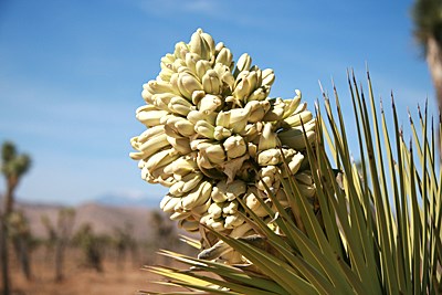Species Closeup