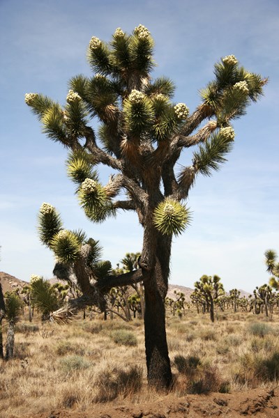 Species Habitat