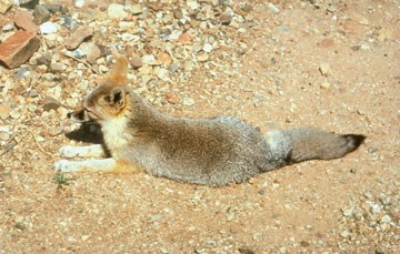 Desert Kit Fox Desert Kit Fox