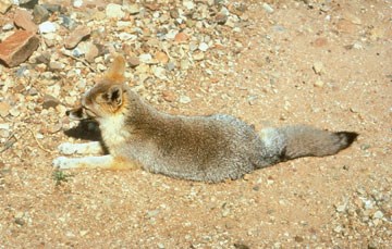 Desert Kit Fox