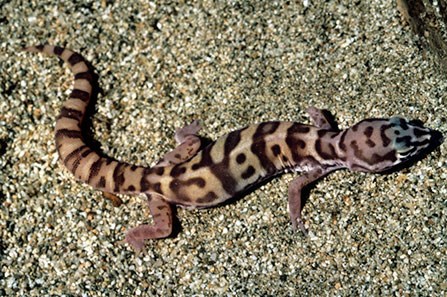 banded gecko