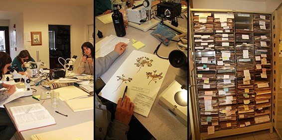 Joshua Tree Herbarium