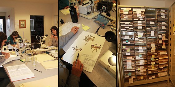 Joshua Tree Herbarium Joshua Tree Herbarium