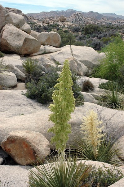 Species Habitat