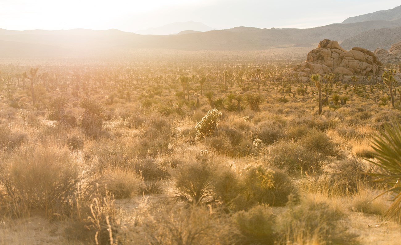 Color photo of a desert landscape washed out by the hot sun. Photo: NPS / Brad Sutton