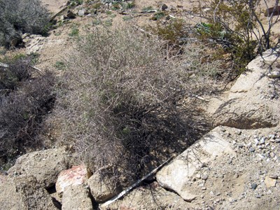 Species Habitat