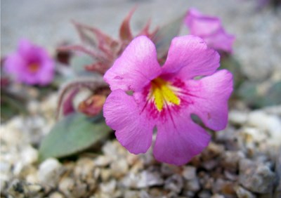 Species Closeup