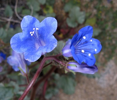 Species Closeup