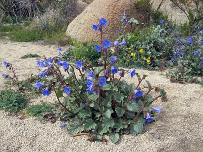 Species Habitat