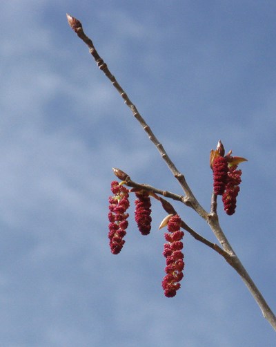 Species Closeup