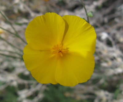 Species Closeup