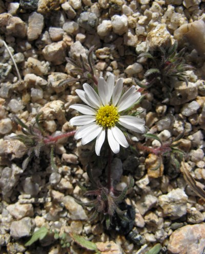 Species Closeup