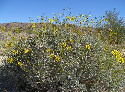 Species Habitat