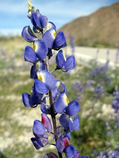 Species Closeup