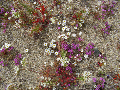 Species Habitat