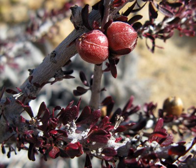 Species Closeup