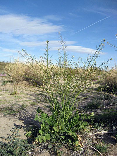 Species Habitat