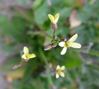 Species Closeup