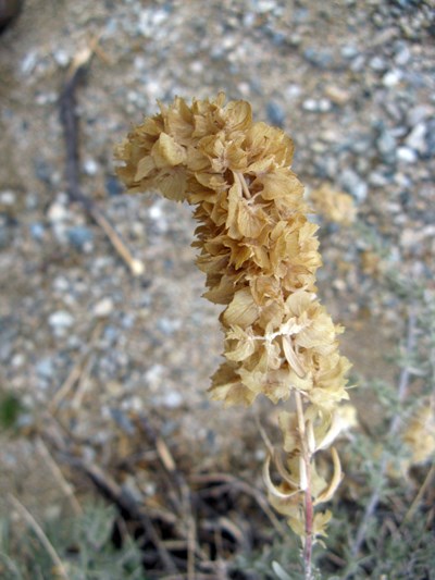 Species Closeup