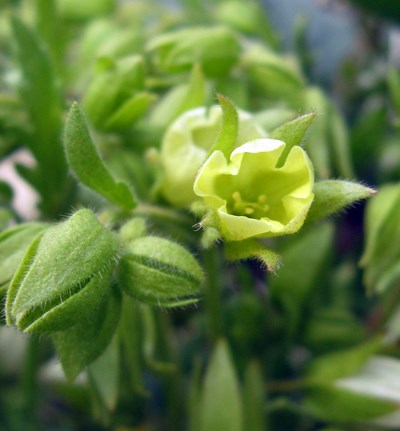 Species Closeup