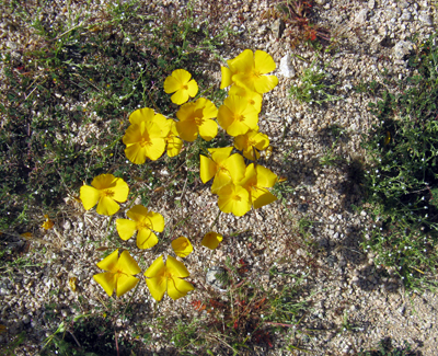 Species Habitat
