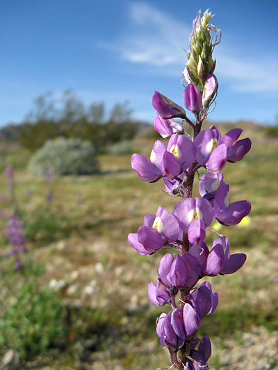 Species Closeup