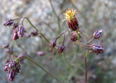 Species Closeup