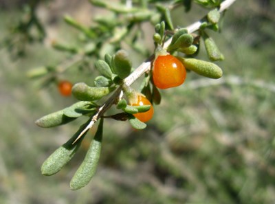 Species Closeup