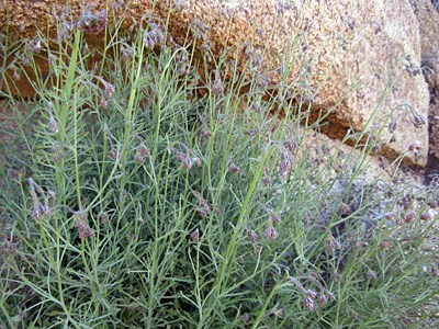 Species Habitat