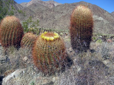 Species Habitat