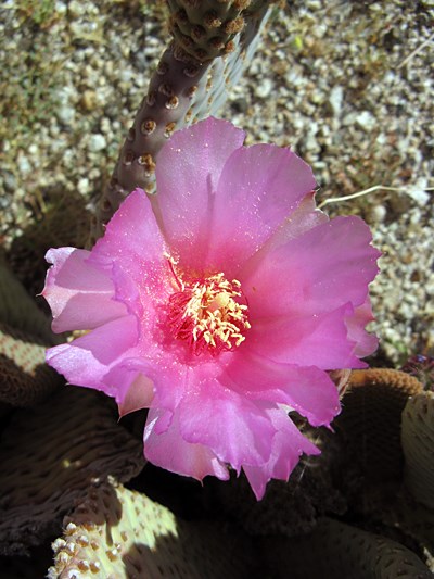 Species Closeup