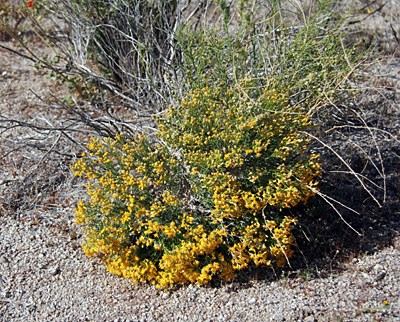 Species Habitat