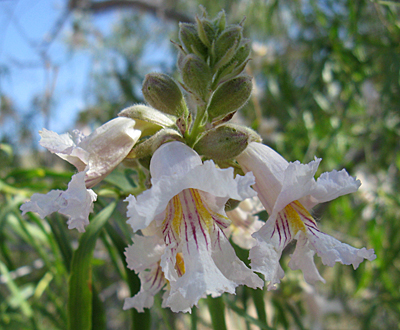 Species Closeup