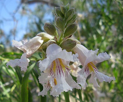 Species Closeup