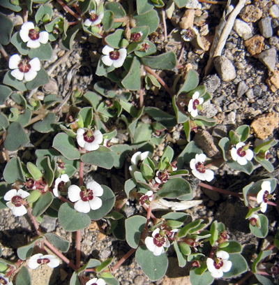 Species Closeup