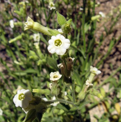 Species Closeup