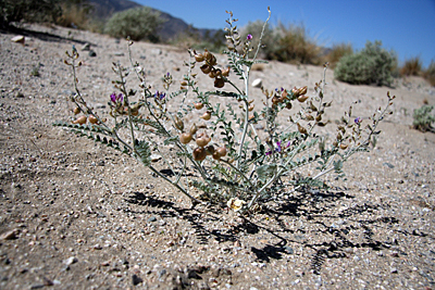Species Habitat