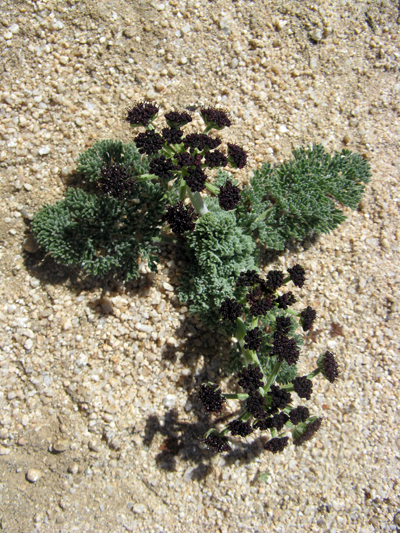 Species Habitat
