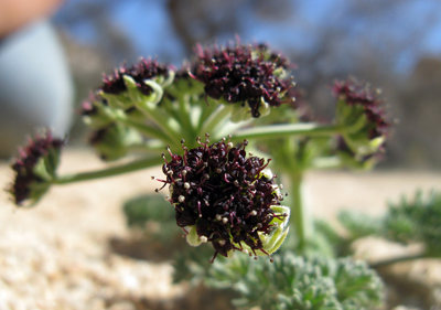 Species Closeup