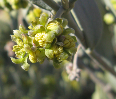Species Closeup
