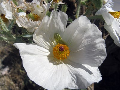 Species Closeup