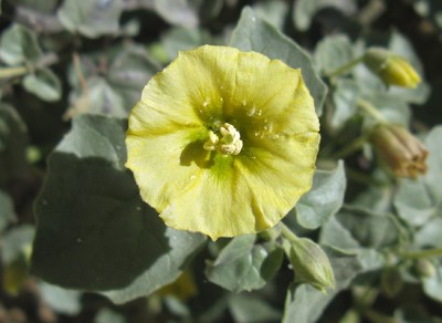 Species Closeup
