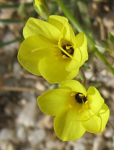Species Closeup