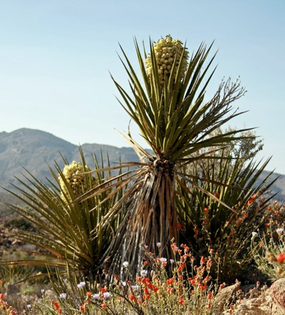 Species Habitat